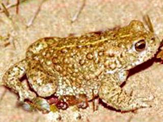 The Natterjack Toad (endangered species). Please do not touch this toad without a licence.