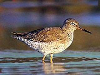 The Redshank.